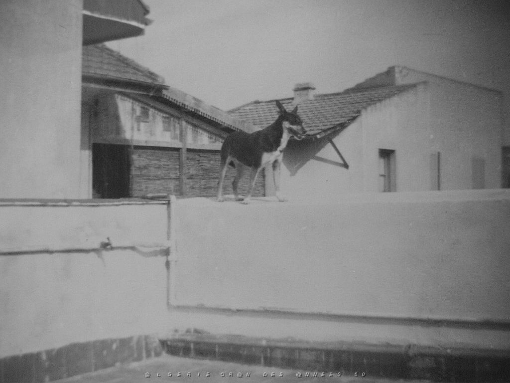 40 Diane sur la terrasse.JPG -           